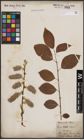 Foto von Salix caprea L.